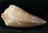 XXL Mosasaur (Prognathodon) Tooth #13576-2